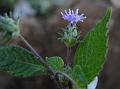 Purple-Flower Leafhead